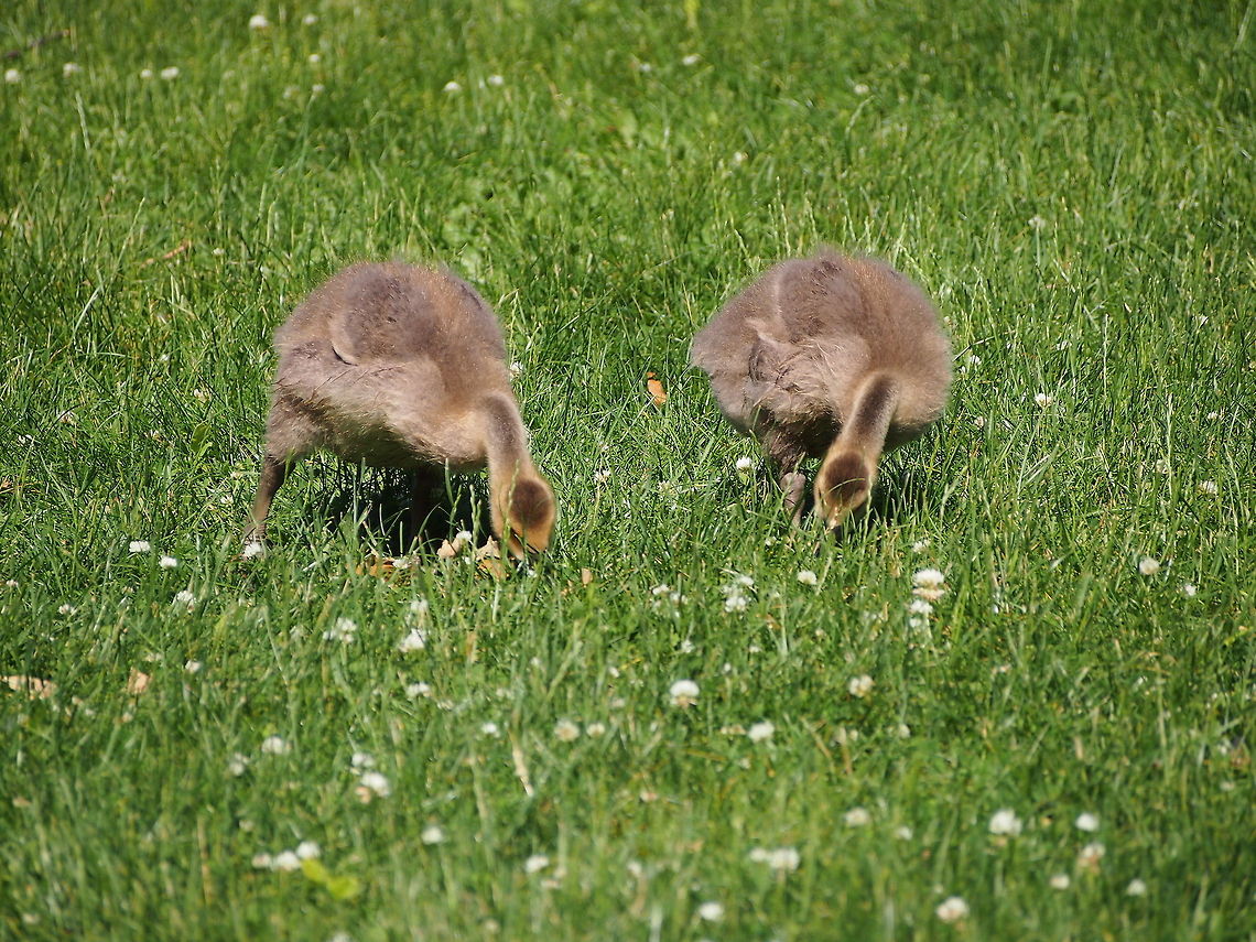 Canada Goose (Branta canadensis)  Animal,Bird,Branta canadensis,Canada Goose,Canadian Goose,Geotagged,Goose,United States