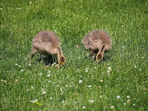 Canada Goose (Branta canadensis)  Animal,Bird,Branta canadensis,Canada Goose,Canadian Goose,Geotagged,Goose,United States