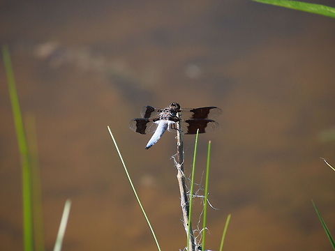 Common Whitetail (Libellula lydia)  Animal,Common Whitetail,Dragonfly,Geotagged,Insect,Libellula lydia,Plathemis lydia,United States