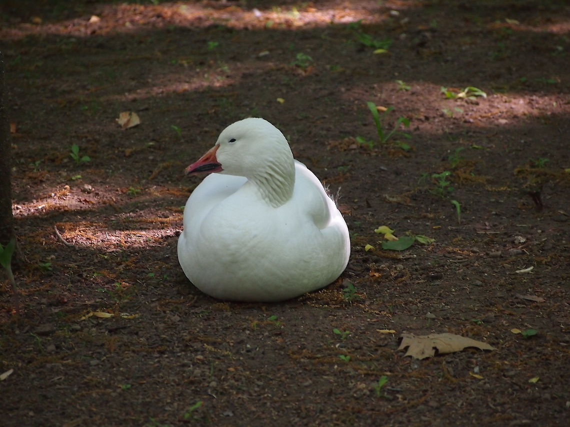 Snow Goose (Chen caerulescens)  Animal,Bird,Chen caerulescens,Geotagged,Goose,Snow Goose,Snow goose,United States,Zoo
