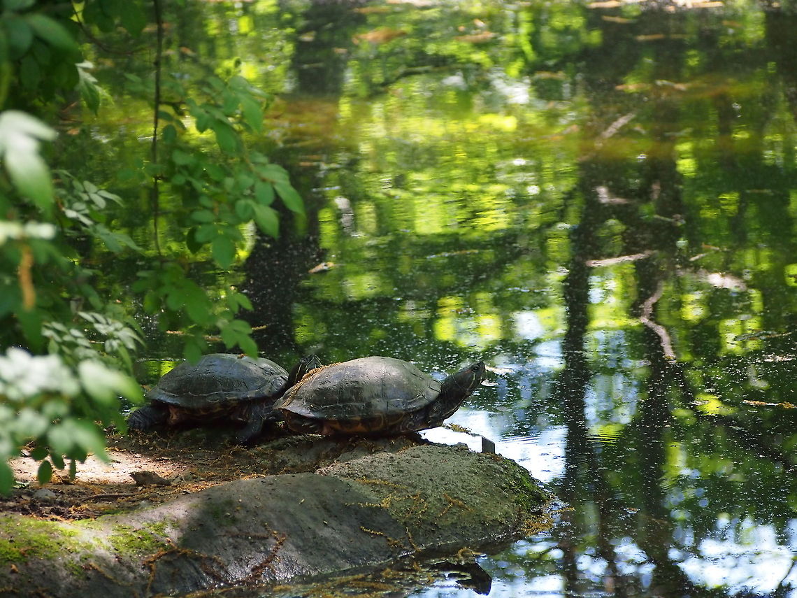 Red-eared slider (Trachemys scripta elegans)  Animal,Geotagged,Red-eared Slider,Red-eared slider,Trachemys scripta elegans,Turtle,United States,Zoo