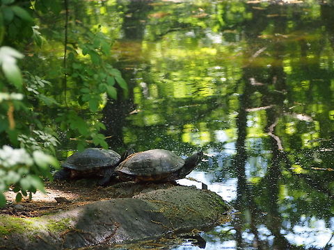 Red-eared slider (Trachemys scripta elegans)  Animal,Geotagged,Red-eared Slider,Red-eared slider,Trachemys scripta elegans,Turtle,United States,Zoo