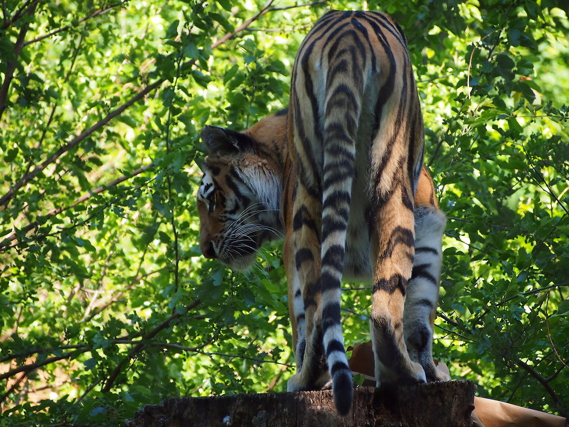 Siberian tiger (Panthera tigris altaica)  Amur Tiger,Animal,Big Cat,Geotagged,Panthera tigris altaica,Siberian tiger,Tiger,United States,Zoo