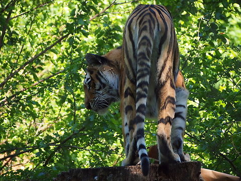 Siberian tiger (Panthera tigris altaica)  Amur Tiger,Animal,Big Cat,Geotagged,Panthera tigris altaica,Siberian tiger,Tiger,United States,Zoo