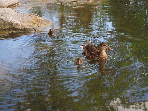 Mallard (Anas platyrhynchos)  Anas platyrhynchos,Animal,Bird,Duck,Duckling,Geotagged,Mallard,United States
