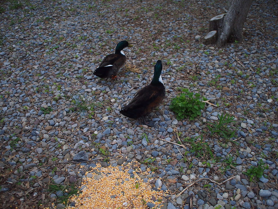 "Bibbed" Mallard (Anas platyrhynchos variation)  Anas platyrhynchos,Animal,Bibbed Mallard,Bird,Duck,Geotagged,Mallard,United States