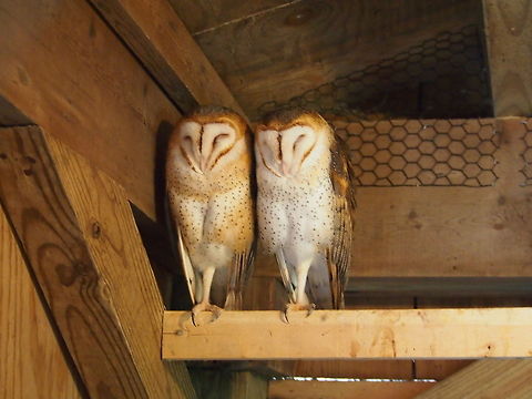 Barn Owl (Tyto alba)  Animal,Barn Owl,Geotagged,Owl,Tyto alba,United States,Zoo