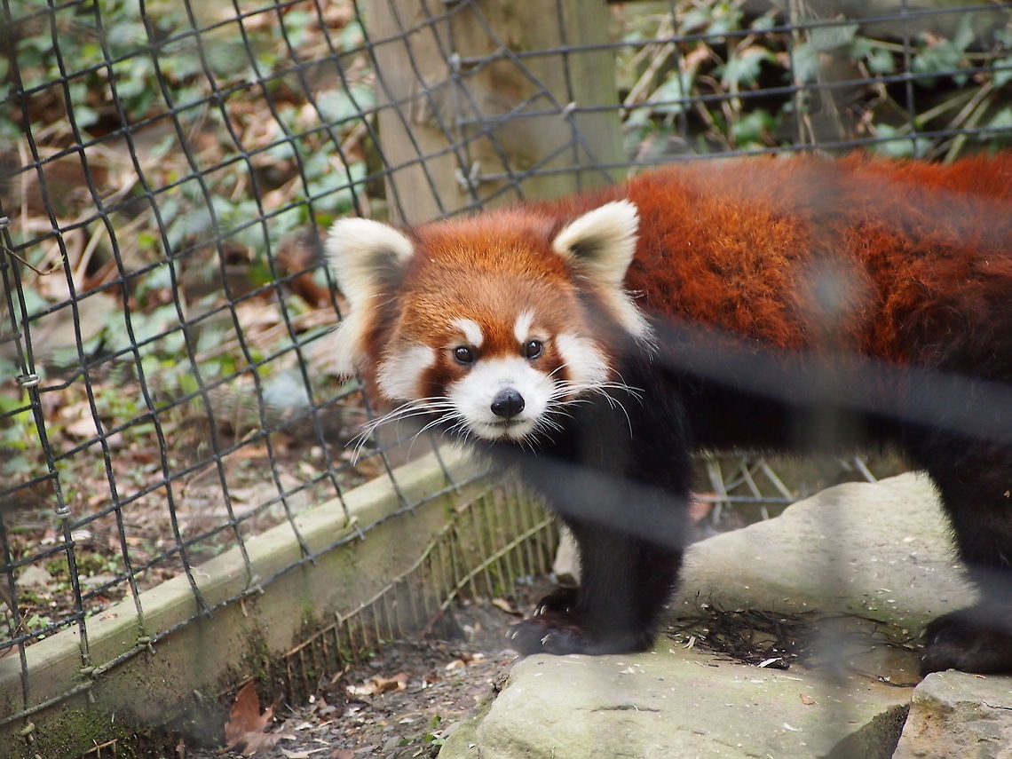 Red panda (Ailurus fulgens)  Ailurus fulgens,Animal,Geotagged,Red Panda,Red panda,United States,Zoo