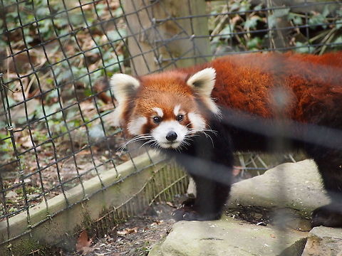 Red panda (Ailurus fulgens)  Ailurus fulgens,Animal,Geotagged,Red Panda,Red panda,United States,Zoo