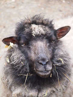 Domestic sheep (Ovis aries)  Animal,Domestic sheep,Geotagged,Ovis aries,Sheep,Shetland Sheep,United States,Zoo