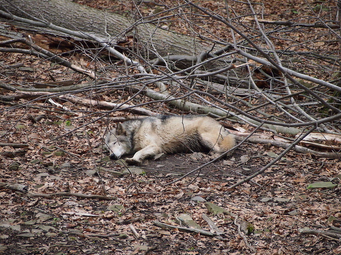 Gray wolf (Canis lupus)  Animal,Canis lupus,Geotagged,Gray Wolf,Gray wolf,United States,Zoo