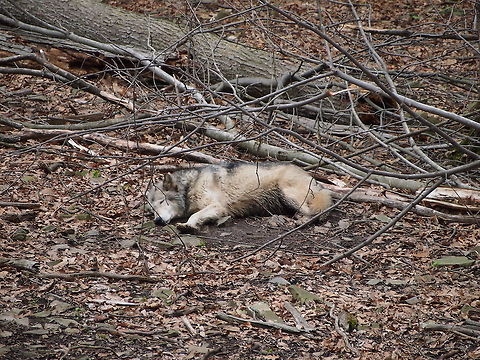 Gray wolf (Canis lupus)  Animal,Canis lupus,Geotagged,Gray Wolf,Gray wolf,United States,Zoo