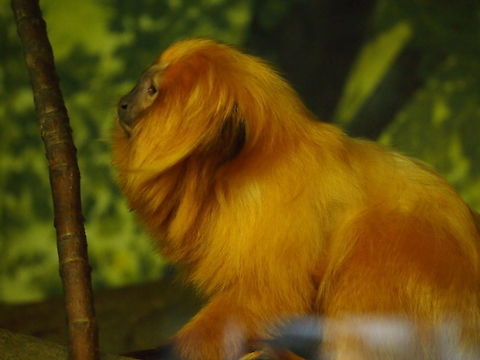 Golden lion tamarin (Leontopithecus rosalia)  Animal,Geotagged,Golden Lion Tamarin,Golden lion tamarin,Leontopithecus rosalia,Tamarin,United States,Zoo
