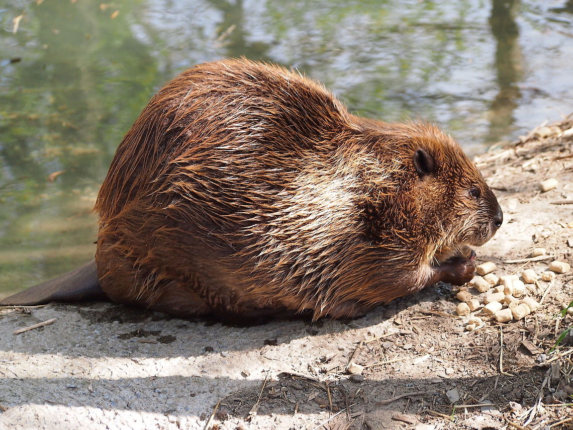 North American Beaver (Castor canadensis)  Animal,Beaver,Castor canadensis,Geotagged,North American Beaver,United States,Zoo
