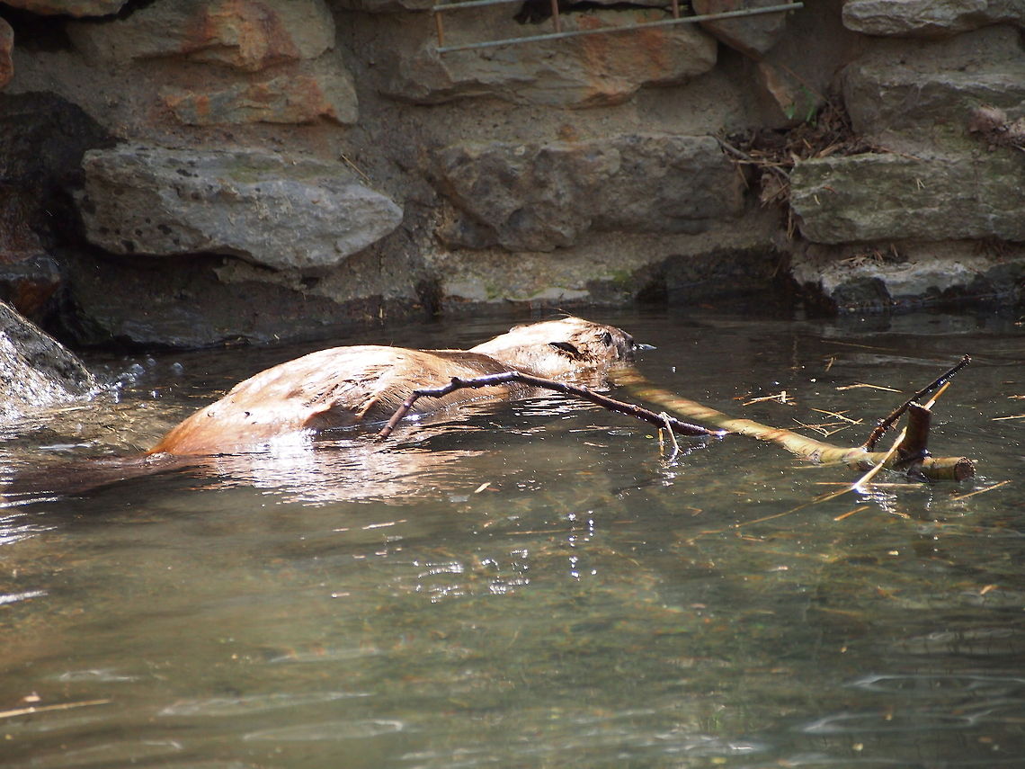 North American Beaver (Castor canadensis)  Animal,Beaver,Castor canadensis,Geotagged,North American Beaver,United States,Zoo