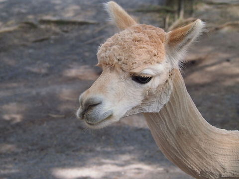 Alpaca (Vicugna pacos)  Alpaca,Animal,Geotagged,United States,Vicugna pacos,Zoo
