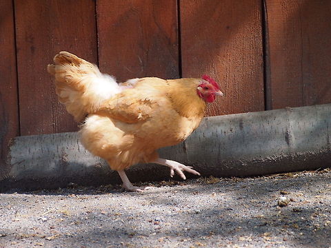 Chicken (Gallus gallus)  Animal,Bird,Chicken,Domestic Chicken,Gallus gallus,Gallus gallus var. domesticus,Geotagged,United States,Zoo