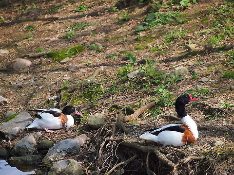 Common Shelduck (Tadorna tadorna)  Animal,Bird,Common Shelduck,Duck,Geotagged,Tadorna tadorna,United States,Zoo
