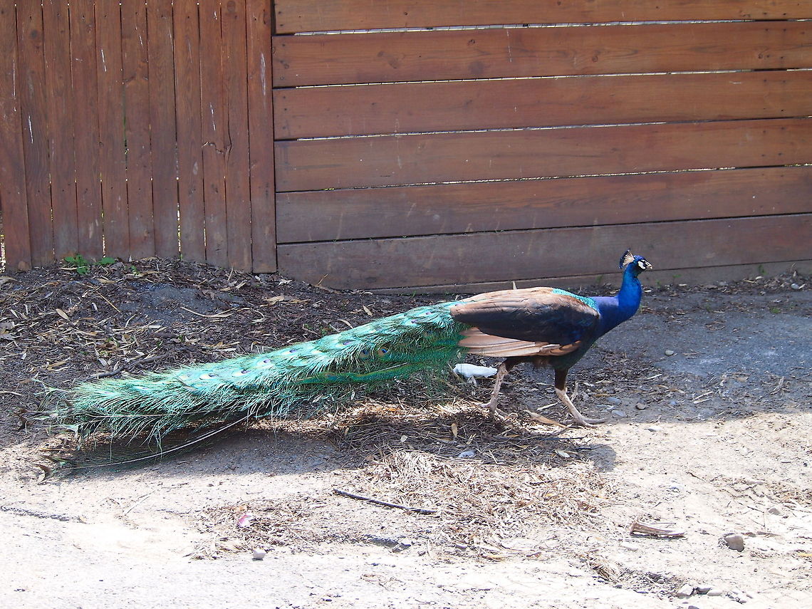 Indian Peafowl (Pavo cristatus)  Animal,Geotagged,Indian peafowl,Pavo cristatus,Peacock,Peafowl,United States,Zoo