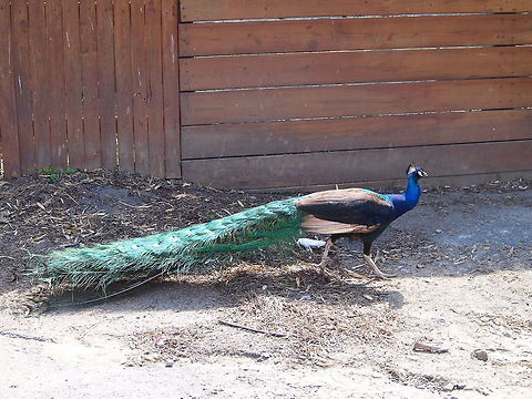 Indian Peafowl (Pavo cristatus)  Animal,Geotagged,Indian peafowl,Pavo cristatus,Peacock,Peafowl,United States,Zoo