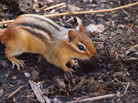 Eastern Chipmunk (Tamias striatus)  Animal,Chipmunk,Eastern chipmunk,Geotagged,Tamias striatus,United States