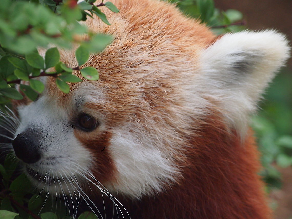 Red Panda (Ailurus fulgens)  Ailurus fulgens,Akron Zoo,Geotagged,Red panda,United States,Zoo