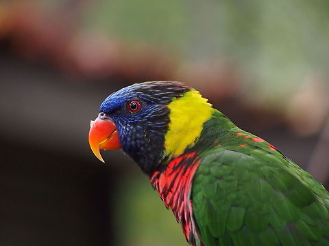 Rainbow Lorikeet (Trichoglossus haematodus)  Animal,Bird,Geotagged,Lorikeet,Rainbow Lorikeet,Rainbow lorikeet,Trichoglossus haematodus,Trichoglossus moluccanus,United States,Zoo