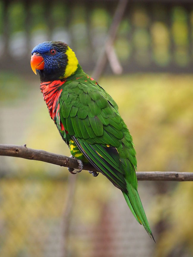Rainbow Lorikeet (Trichoglossus haematodus)  Animal,Bird,Geotagged,Lorikeet,Rainbow Lorikeet,Rainbow lorikeet,Trichoglossus haematodus,Trichoglossus moluccanus,United States,Zoo