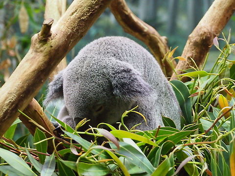Koala (Phascolarctos cinereus)  Animal,Geotagged,Koala,Phascolarctos cinereus,United States,Zoo