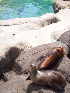 California sea lion (Zalophus californianus)  Animal,California Sea Lion,California sea lion,Geotagged,Sea Lion,United States,Zalophus californianus,Zoo