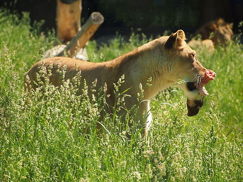 Lion (Panthera leo)  African Lion,Animal,Big Cat,Geotagged,Lion,Panthera leo,United States,Zoo