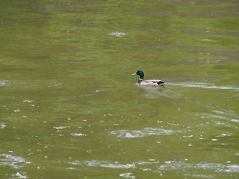 Mallard (Anas platyrhynchos)  Anas platyrhynchos,Animal,Bird,Duck,Geotagged,Mallard,United States