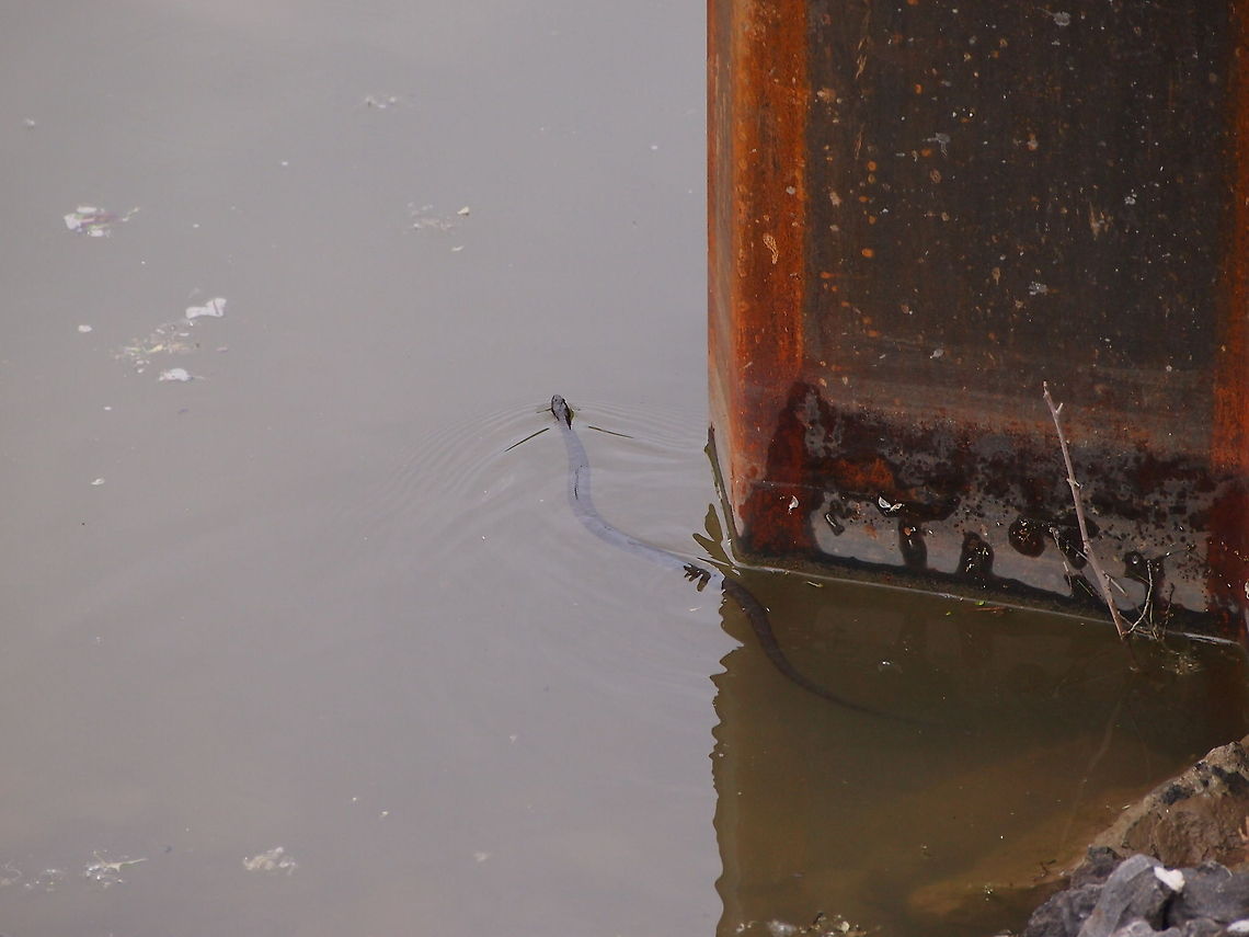 Northern Water Snake (Nerodia sipedon)  Animal,Geotagged,Nerodia sipedon,Northern Water Snake,Northern water snake,Snake,United States,Water