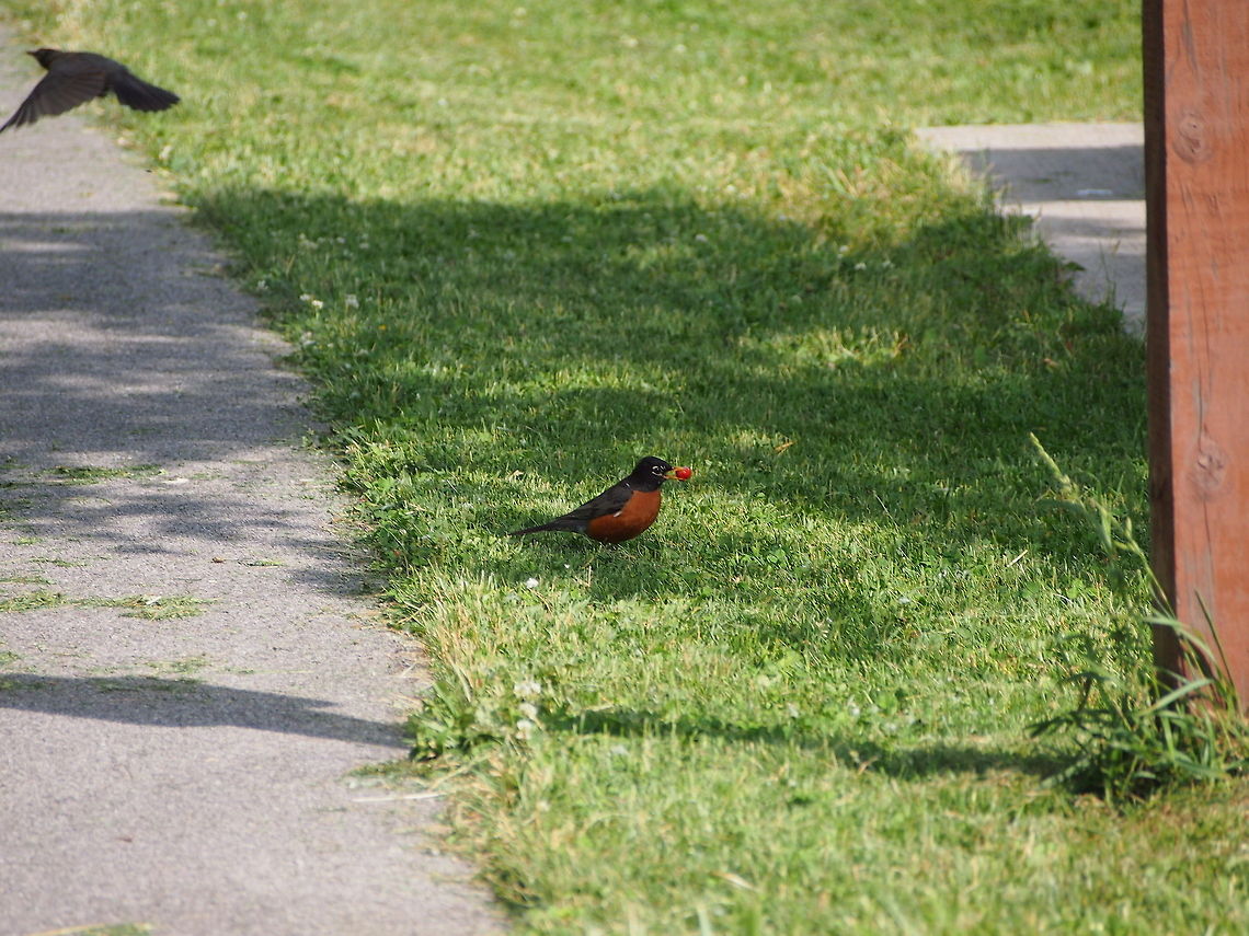 American Robin (Turdus migratorius)  American Robin,Animal,Bird,Geotagged,Robin,Turdus migratorius,United States