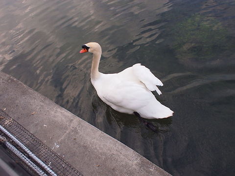 Mute Swan (Cygnus olor)  Animal,Bird,Cygnus olor,Geotagged,Mute Swan,Swan,United States