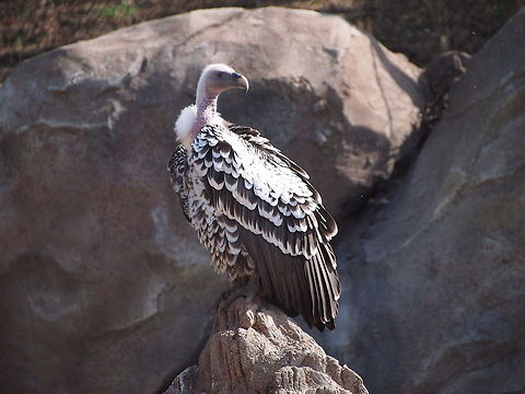 Rüppell's Griffon Vulture (Gyps rueppellii)  Animal,Bird,Geotagged,Gyps rueppellii,Ruppell's Griffon Vulture,United States,Vulture,Zoo