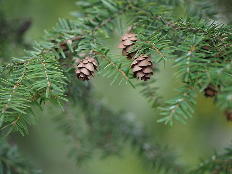 Eastern Hemlock Cones (Tsuga canadensis)  Canadian Hemlock,Cone,Geotagged,Tree,Tsuga canadensis,United States