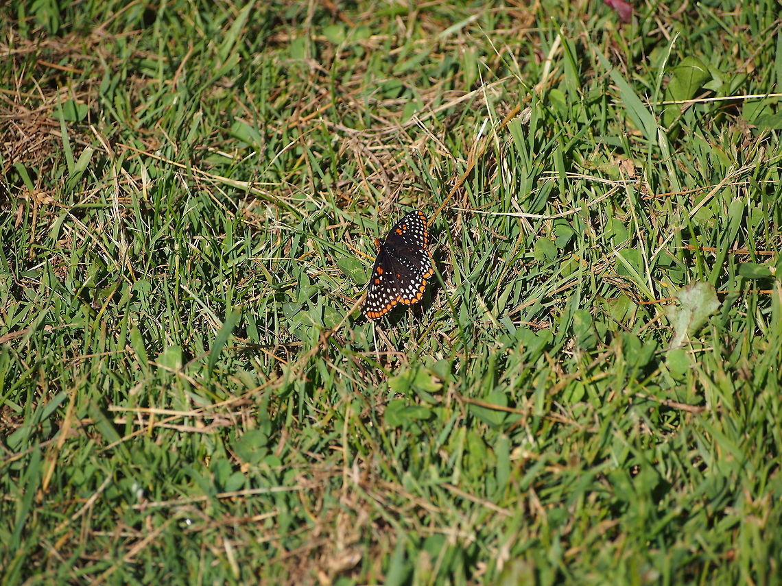 Baltimore Checkerspot (Euphydryas phaeton)  Animal,Baltimore Checkerspot,Butterfly,Euphydryas phaeton,Geotagged,Insect,United States