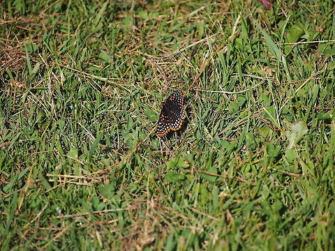 Baltimore Checkerspot (Euphydryas phaeton)  Animal,Baltimore Checkerspot,Butterfly,Euphydryas phaeton,Geotagged,Insect,United States