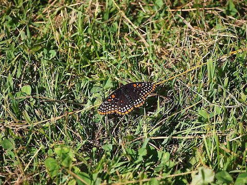 Baltimore Checkerspot (Euphydryas phaeton)  Animal,Baltimore Checkerspot,Butterfly,Euphydryas phaeton,Geotagged,Insect,United States