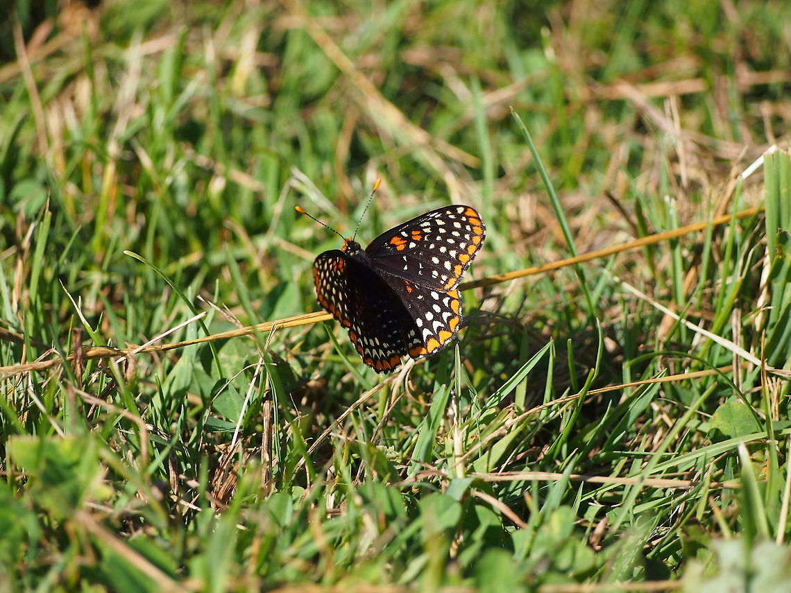 Baltimore Checkerspot (Euphydryas phaeton)  Animal,Baltimore Checkerspot,Butterfly,Euphydryas phaeton,Geotagged,Insect,United States