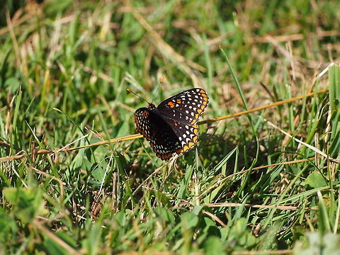 Baltimore Checkerspot (Euphydryas phaeton)  Animal,Baltimore Checkerspot,Butterfly,Euphydryas phaeton,Geotagged,Insect,United States