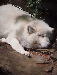 Arctic Fox (Vulpes lagopus)  Animal,Arctic Fox,Arctic fox,Fox,Geotagged,United States,Vulpes lagopus,Zoo