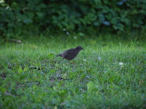Common (European) Starling (Sturnus vulgaris)  Animal,Bird,Common Starling,Geotagged,Sturnus vulgaris,United States