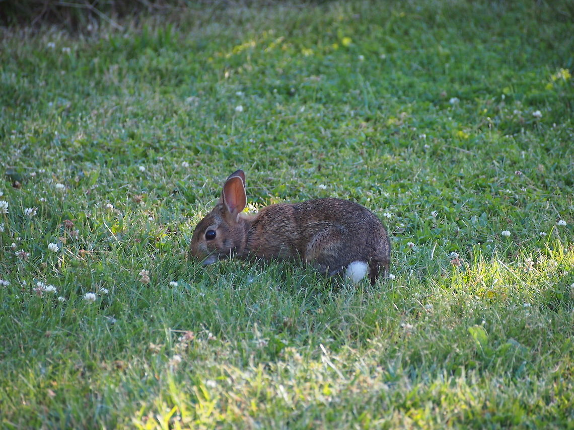 Eastern cottontail (Sylvilagus floridanus)  Animal,Eastern Cottontail,Eastern cottontail,Geotagged,Rabbit,Sylvilagus floridanus,United States