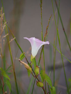 Calystegia sepium  Calystegia sepium,Flower,Geotagged,United States
