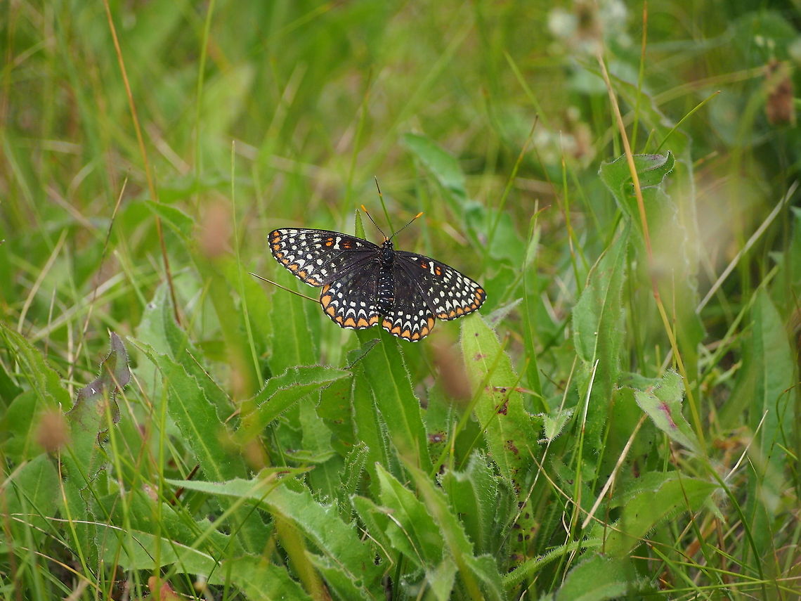 Baltimore Checkerspot (Euphydryas phaeton)  Animal,Baltimore Checkerspot,Butterfly,Euphydryas phaeton,Geotagged,United States