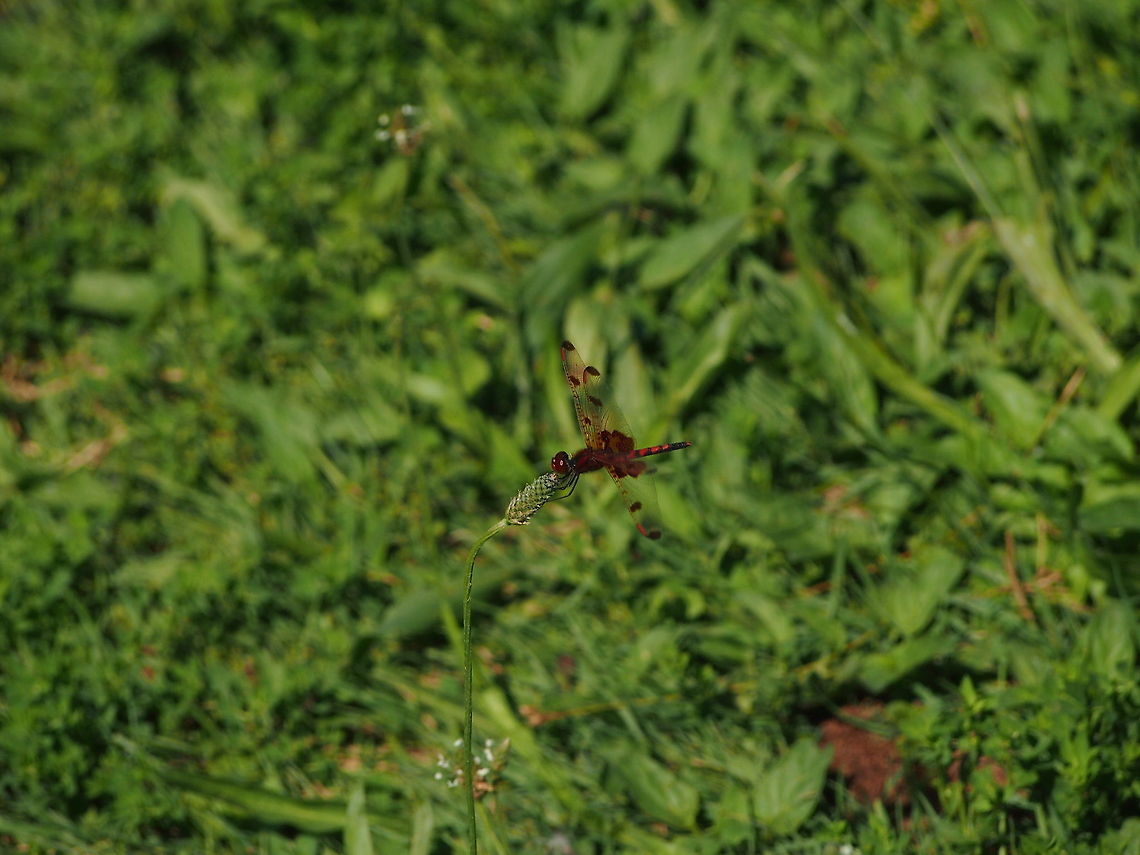 Calico Pennant (Celithemis elisa)  Animal,Calico Pennant,Celithemis elisa,Dragonfly,Elisa Pennant,Geotagged,Insect,United States