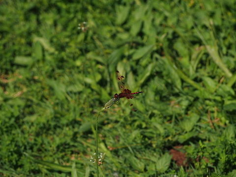 Calico Pennant (Celithemis elisa)  Animal,Calico Pennant,Celithemis elisa,Dragonfly,Elisa Pennant,Geotagged,Insect,United States
