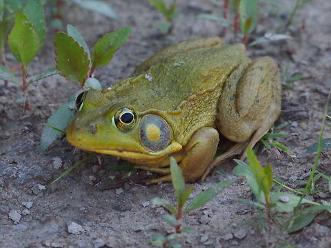 Northern green frog (Rana clamitans melanota)  Animal,Frog,Geotagged,Lithobates clamitans,Lithobates clamitans melanota,Northern Green Frog,Northern green frog,Rana clamitans melanota,United States